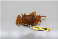 藏品(中華沙蟹)的圖片